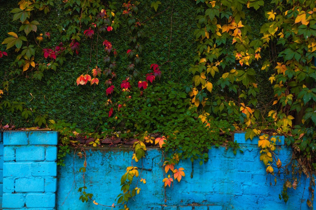 Jardin vertical : créez un mur végétal sans travaux lourds